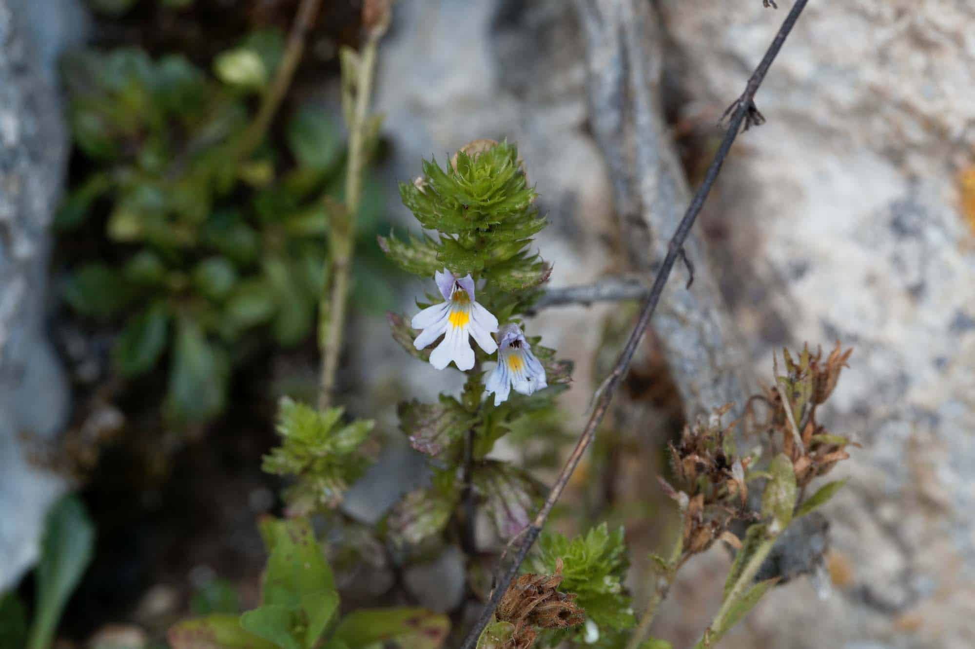 Flowers of the eyebright Euphrasia salisburgensis, an species from Europe.