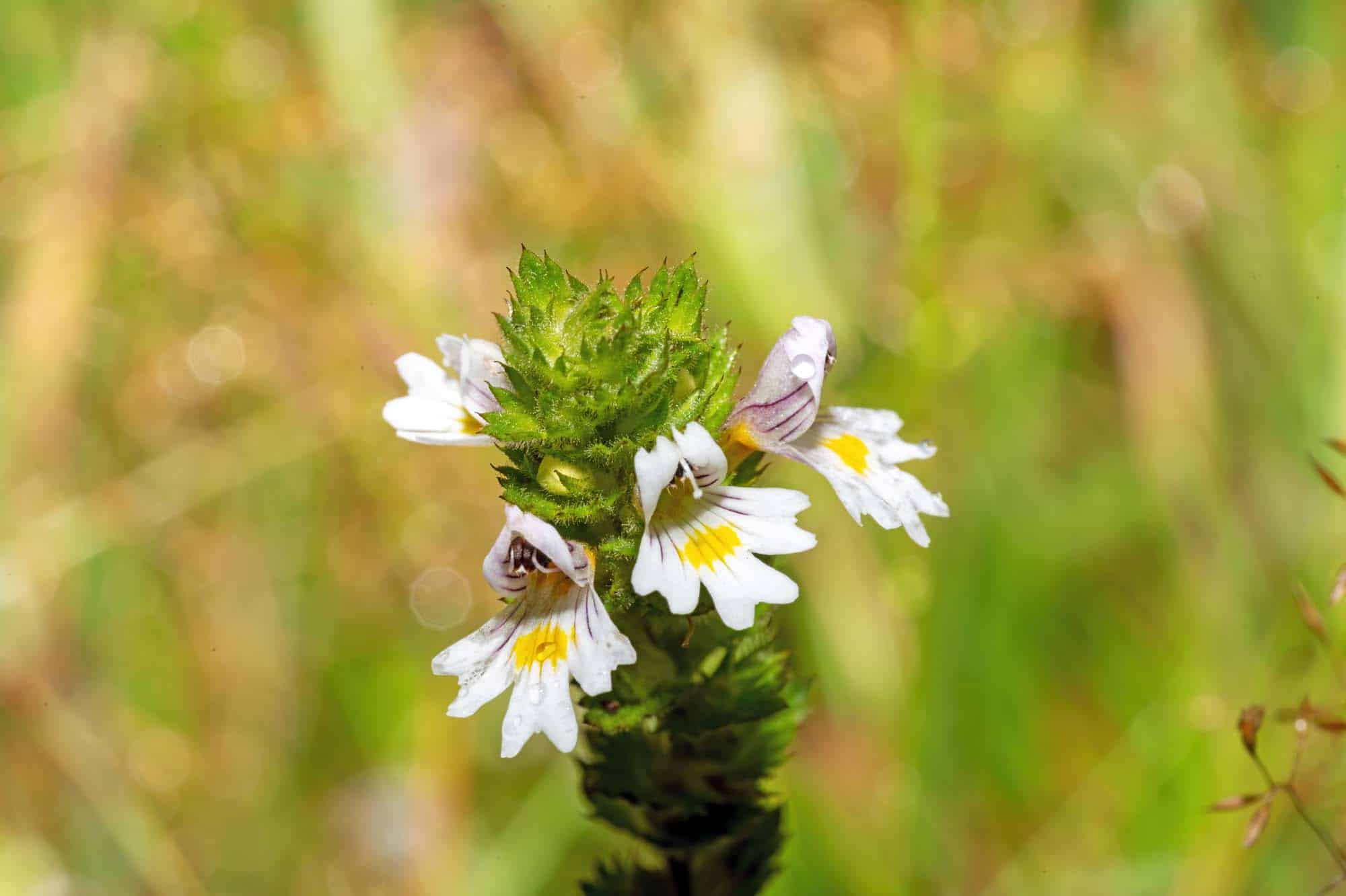 Common eyebright (Euphrasia) flower with buds against a blurred