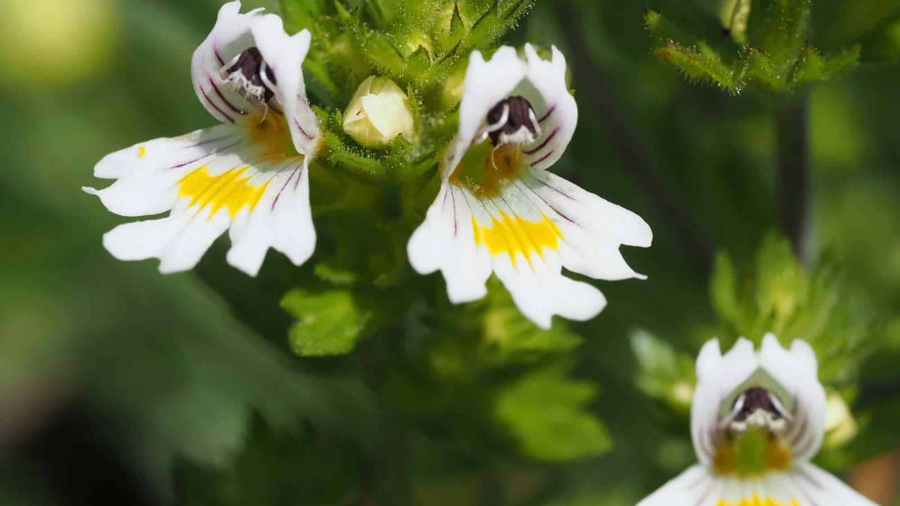Augentrost – Das zauberhafte Geheimnis in der grünen Weite