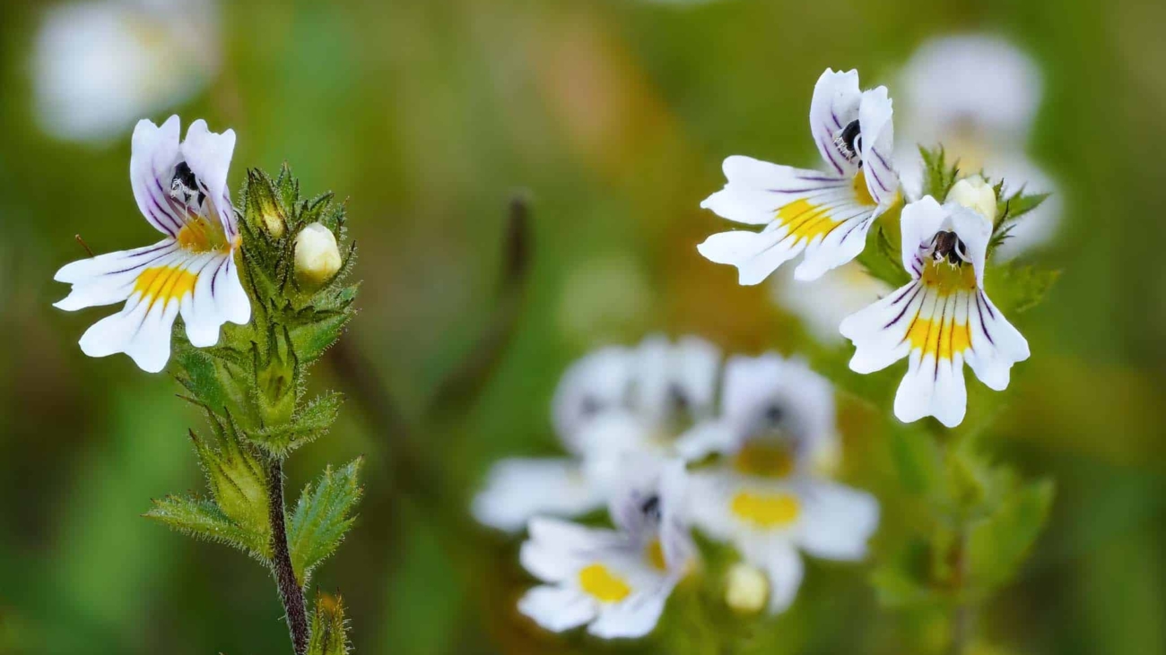Augentrost, dein sanfter Heiler der Natur.