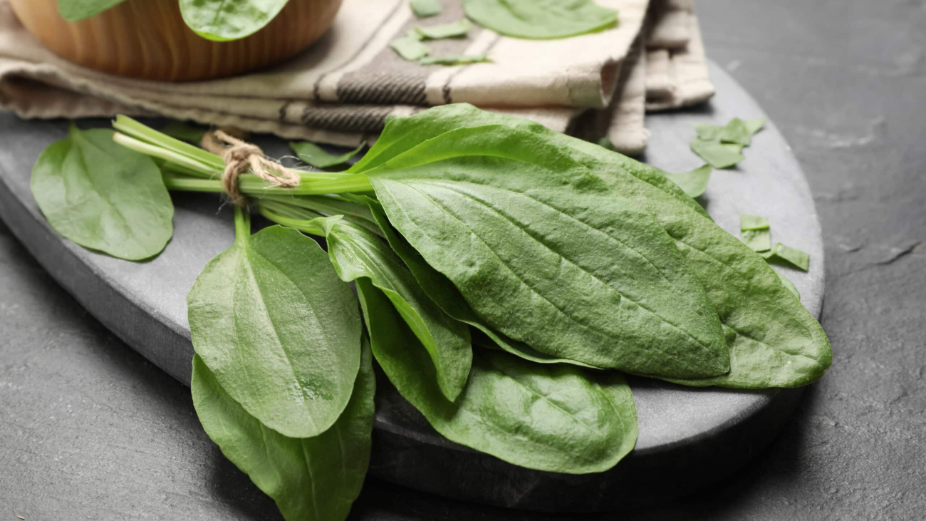 Broadleaf,Plantain,Leaves,On,Black,Slate,Table,,Closeup