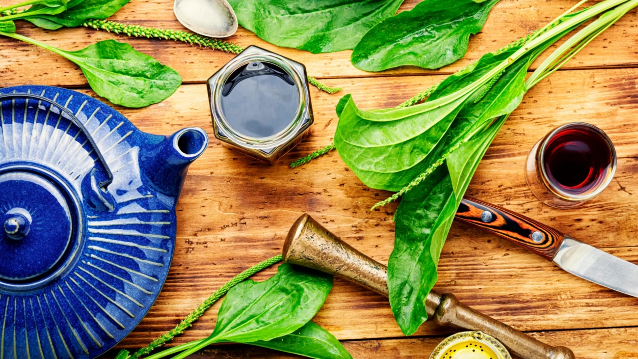 Medicinal,Tincture,tea,and,Plantain,Extracts.medical,Herbs,In,Herbal,Medicine.fresh,Plantain,Leaves
