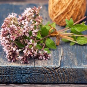Marjoram Origanum vulgare herb blooming