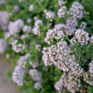 origanum majorana flowers