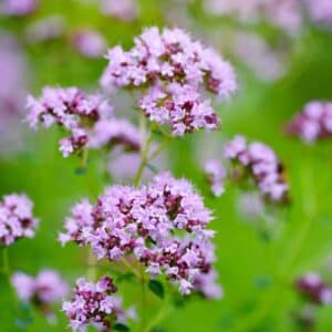 Origanum vulgare medicinal herb on natural background.