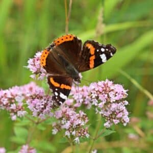 Admiral (Vanessa atalanta) auf Echtem Dost (Origanum vulgare)