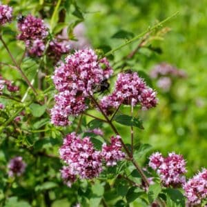 Gemeiner Dost (Origanum vulgare) mit Schmetterlingen