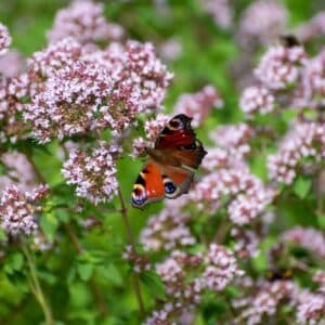 Botanical collection of medicinal and edible plants, blossom of aromatic oregano or origanum vulgare kitchen herb