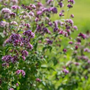 Purple flowers of origanum vulgare or common oregano, wild marjoram. Sunny day