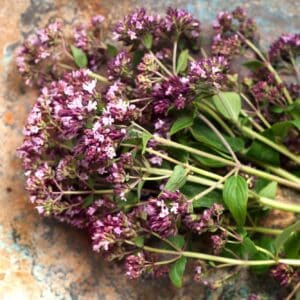 Herbs  Origanum vulgare