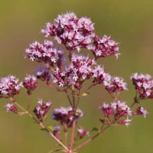 Pink flowers of Oregano or Wild Marjoram. Origanum vulgare