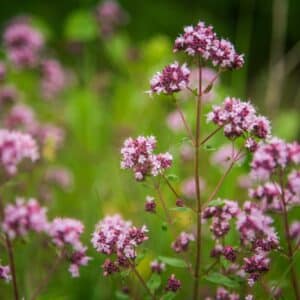 Beautiful purple oregano flowers blooming in the meadow. Natural herbal tea.