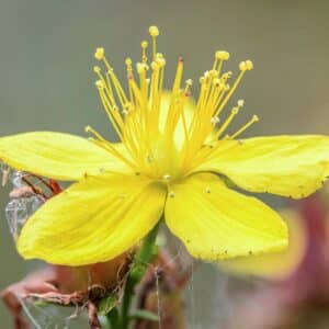 Yellow St. John's wort flower with numerous long stamens close-up    24 images stack, modified by CombineZP