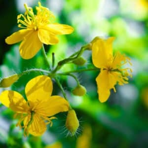 St. John's wort a medicine plant, closeup of the flower.