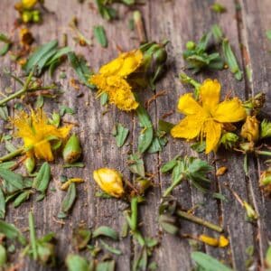 Yellow flowers of hypericum perforatum, St. john's worth