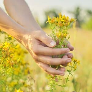 Medicinal herbs growing in wild meadow. Yellow blooming St. John's wort hypericum in girls hand. Natural herbal medicine, ecology, summer season