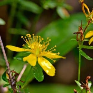 St. John's wort // Echtes Johanniskraut (Hypericum perforatum)