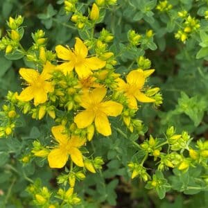 St. John's wort, Hypericum perforatum, is an important medicinal plant with yellow flowers and is used in medicine. It is a wild and arable plant.