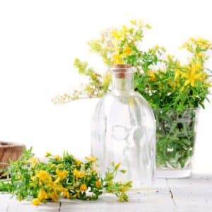 Fresh flowers of Hypericum perforatum or St. John's wort on whit