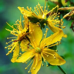Hypericum perforatum
