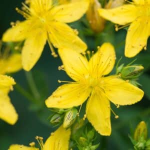 macro of hypericum yellow flowers