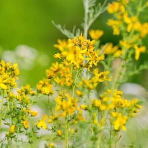 Hypericum flowers in the meadow
