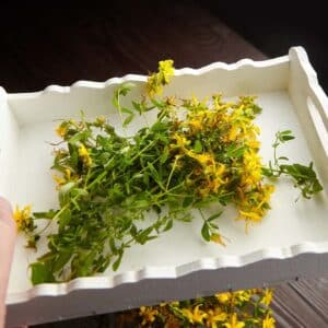 Hypericum perforatum or St johns wort harvesting, wildflowers stems in white wooden tray