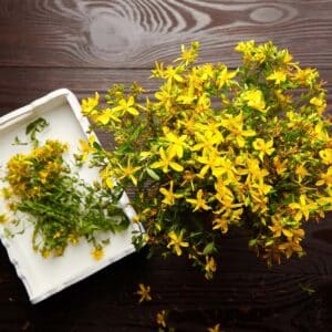 Bunch of medicinal herbs - Hypericum perforatum or St johns wort herb harvesting, dark wooden background, herbal treatment, top view