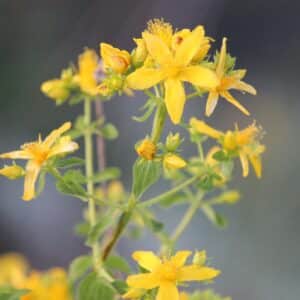 echtes Johanniskraut - amber or St. John's wort - Hypericum perf