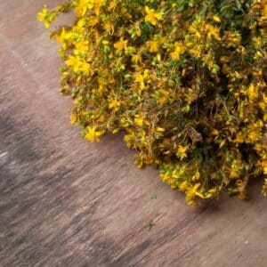 Yellow flowers of hypericum perforatum, St. john's worth