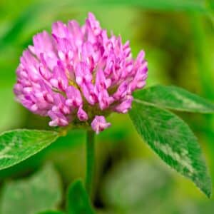 Red Clover (trifolium pratense) flowerhead