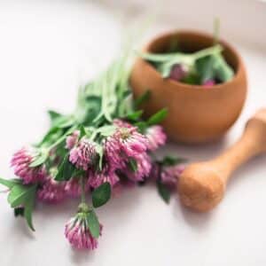 still life with Trifolium pratense, red clover Flowers collected in the meadow in a wooden mortar. Preparation of elixirs or medicines from medicinal herbs by herbalists. alternative medicine. Soft focus.