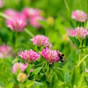 red clover meadow with a bumblebee