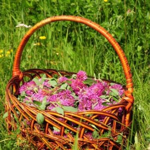 Red clover in the basket.  Gather Herbs for Herbal Medicine. Herbal Plants. It is an ingredient in some recipes for essiac tea, herbal tea