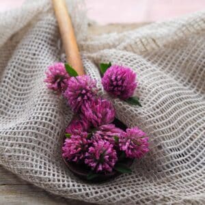Useful plant trifolium with crimson flowers and a wooden spoon with clover on a wooden background, top view. Therapeutic flowers for use in alternative medicine and cosmetology