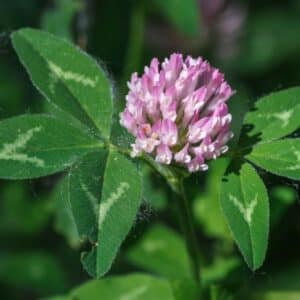 Trifolium pratense. Trébol común. San Esteban de Nogales, León.
