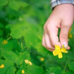 The use of medicinal herbs for the preparation of tinctures and medicines for alternative medicine or homeopathy
