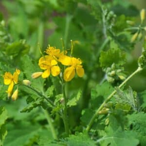 Chelidonium majus with leaves and yellow flowers, growing in the wild
