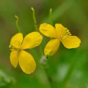 Schöllkraut (Chelidonium majus)