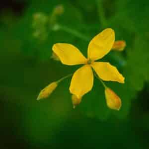 Greater Celandine, yellow wild flowers, close up. Chelidonium majus is poisonous, flowering, medicinal plant   macro