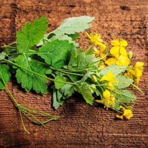 Greater celandine, Chelidonium majus