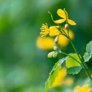 yellow blooming of the greater celandine. wild herbs on the grassy meadow on a sunny day. the plant from poppy family is also known as Chelidonium majus or tetterwort an used in medicine