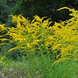 Solidago canadensis blooms wildly in nature in late summer