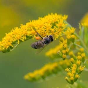 A honey bee (Apis mellifera) works on a flower of Canada goldenr