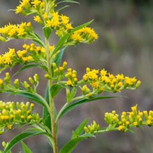 Solidago canadensis Canada goldenrod yellow flowers in meadow macro selective focus