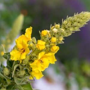 Ein Balsam für gereizte Schleimhäute