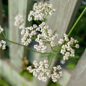 Small white flowers of Achillea millefolium, commonly known as common yarrow is a flowering plant in the family Asteraceae. Wooden boards. Selective focus.
