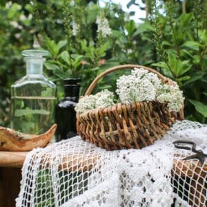Medicinal Plant Miscellaneous, Achillea millefolium,Collection and Preparation of Medicinal Plants for Home Use, Selective Focus