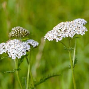 Achillea millefolium, commonly known as yarrow or common yarrow, is a flowering plant in the family Asteraceae.