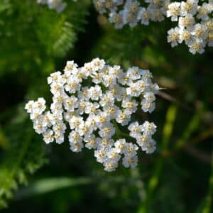 Common Yarrow flowers with water drops - Latin name - Achillea millefolium